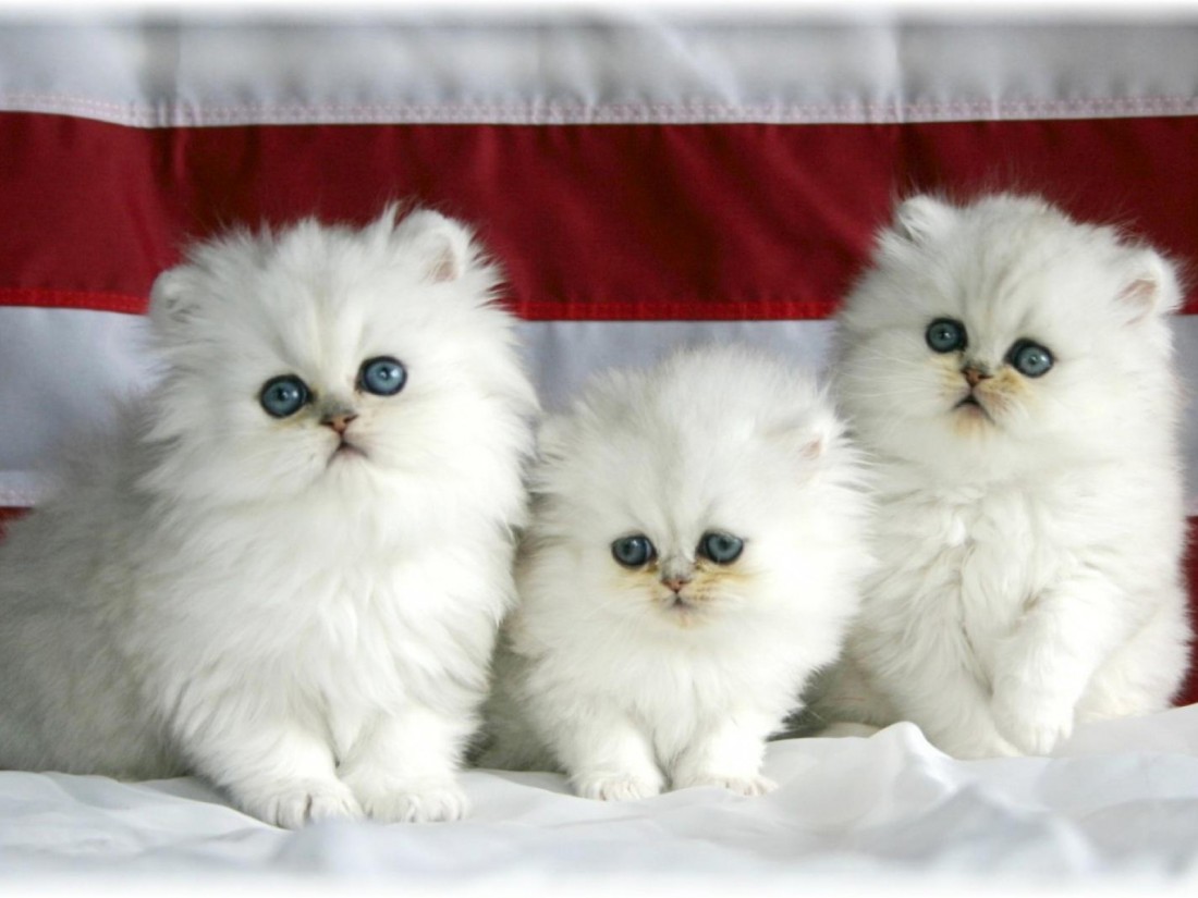 5 Kucing Lucu Termahal di Dunia